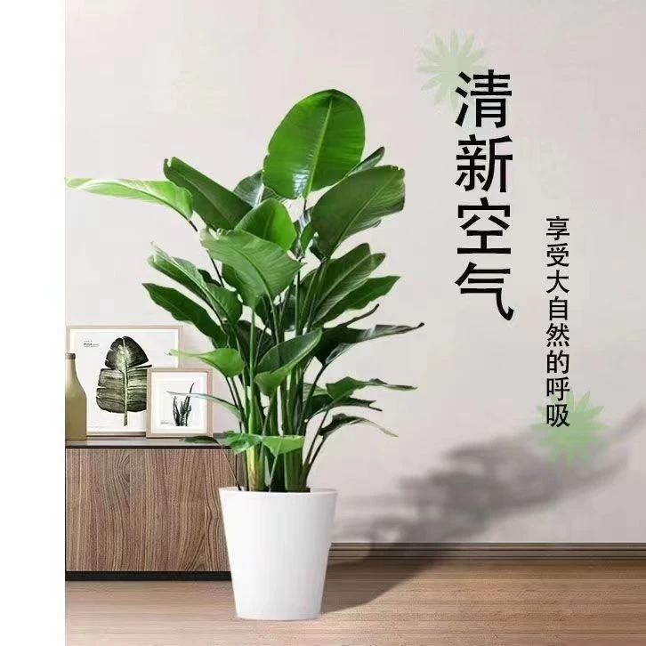 天堂鸟1.3米-1.6米苗连树带土栽种好发货赠送白色花盆肥料