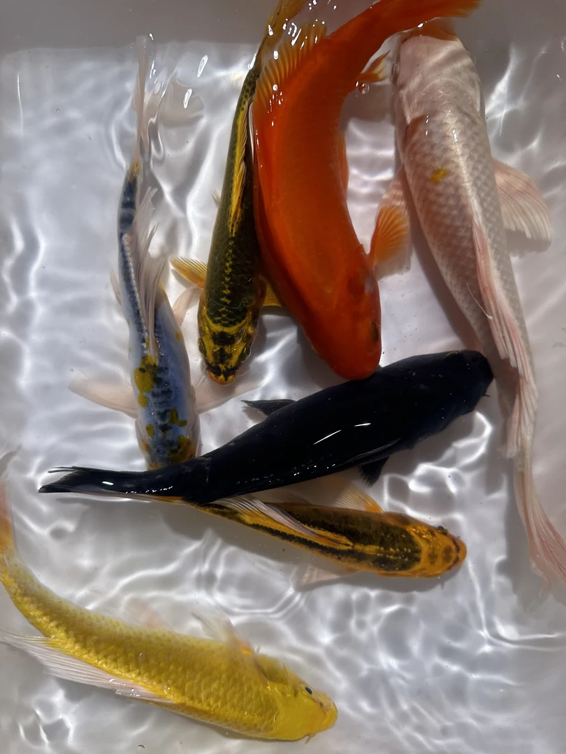 【1红1白1黑1金1德系】11-14cm冷水观赏鱼超萌好物