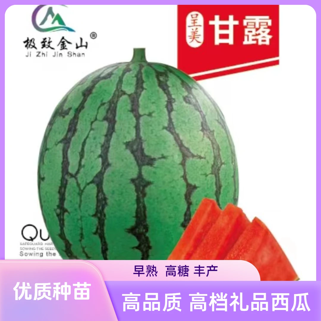 呈美甘露西瓜种子种苗皮薄且硬耐裂耐贮运高品质高档礼品西瓜品种