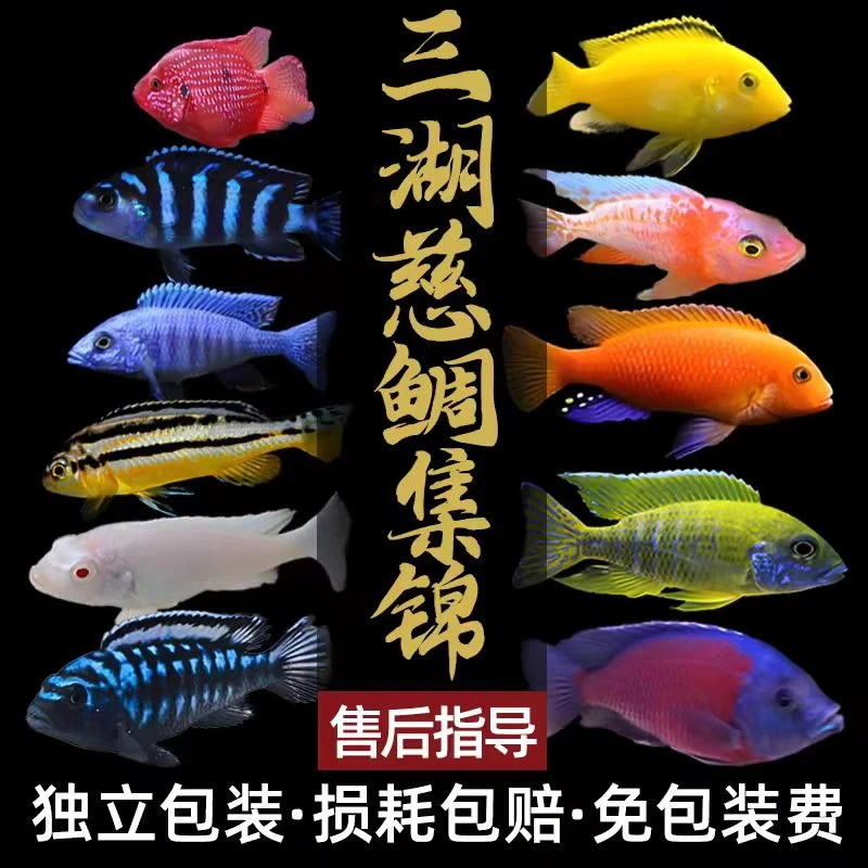 热带观赏鱼小型三湖慈鲷自然发色鱼孔雀岩栖小丑勾鼻热带鱼