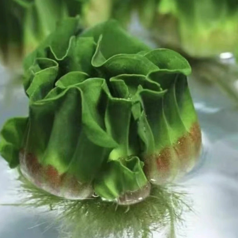 水芙蓉水草净化水质牡丹萍缸苗水培植物草池塘水养小型鱼缸造景
