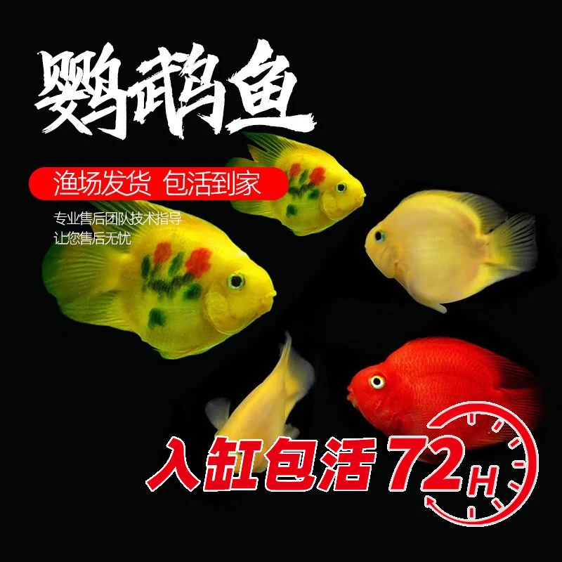 好养淡水鹦鹉鱼观赏鱼小型鱼热带鱼活体鱼活鱼黄鹦鹉冷水鱼