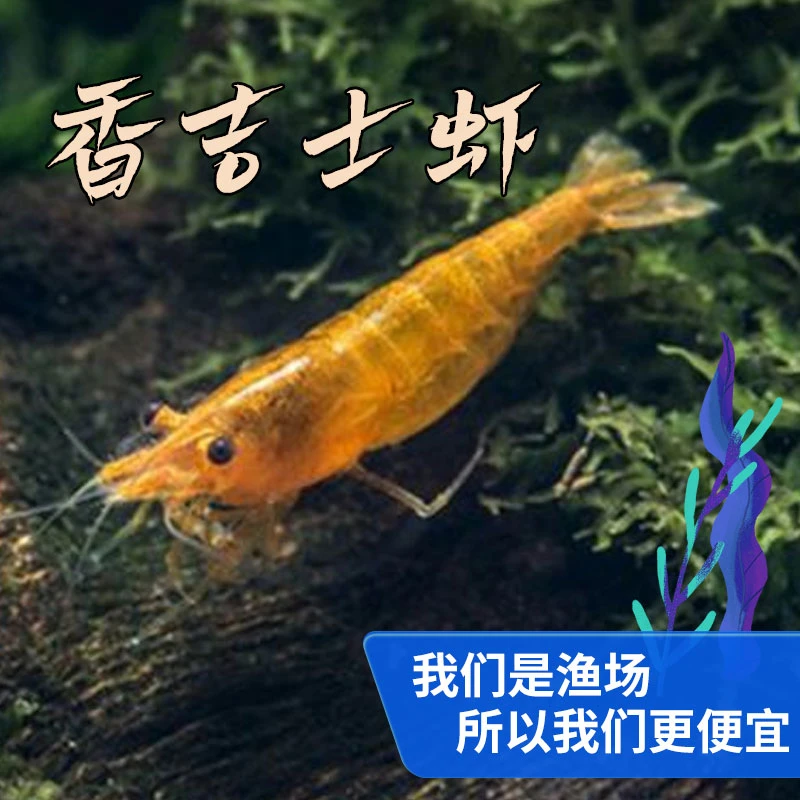 香吉士观赏虾迷你虾除藻虾鲜活观赏虾淡水晶虾极火宠物虾鱼缸工具