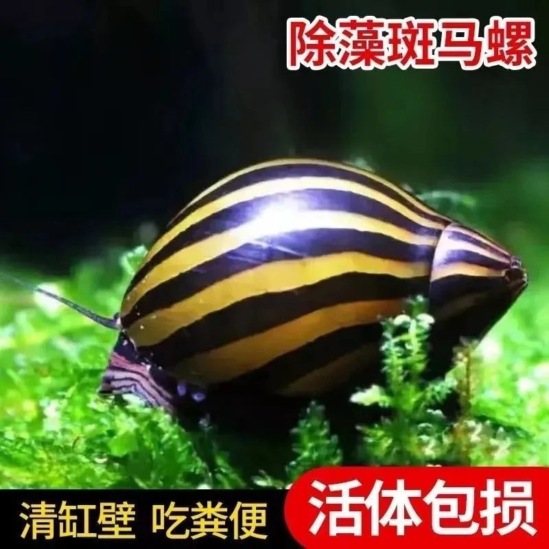 斑马螺鱼缸净化清洁浴缸清洁工斑马螺包邮包损可繁殖