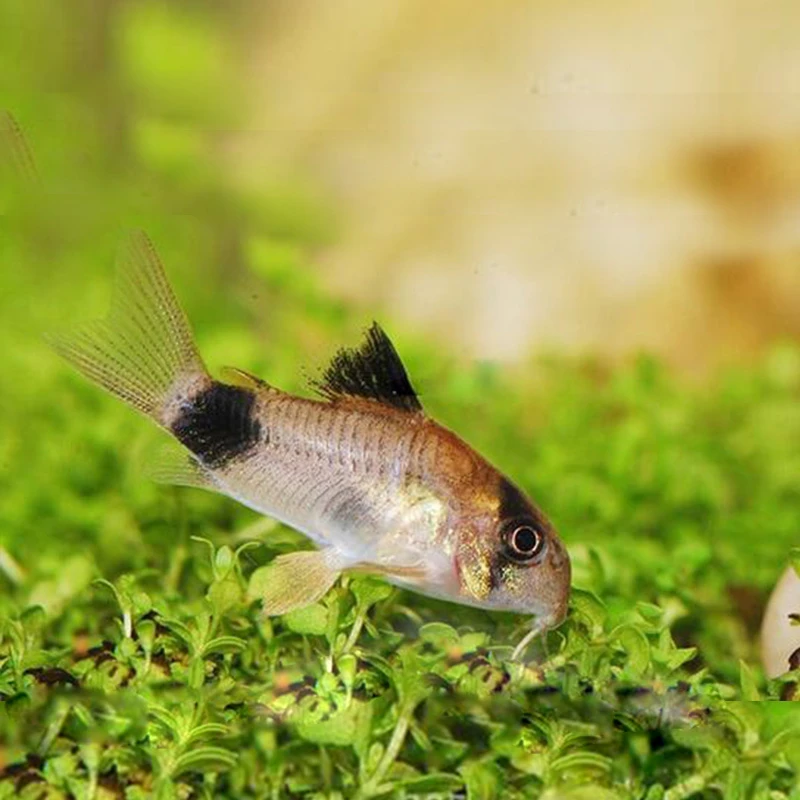 小型热带水族清洁鱼金苔鼠活体活鱼清理除藻吃粪便垃圾清理鱼缸