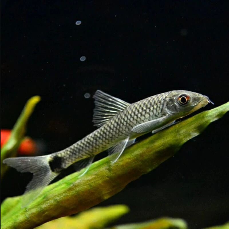 水族小型热带清洁鱼小猴飞狐活体活鱼工具鱼除藻清理鱼缸观赏鱼