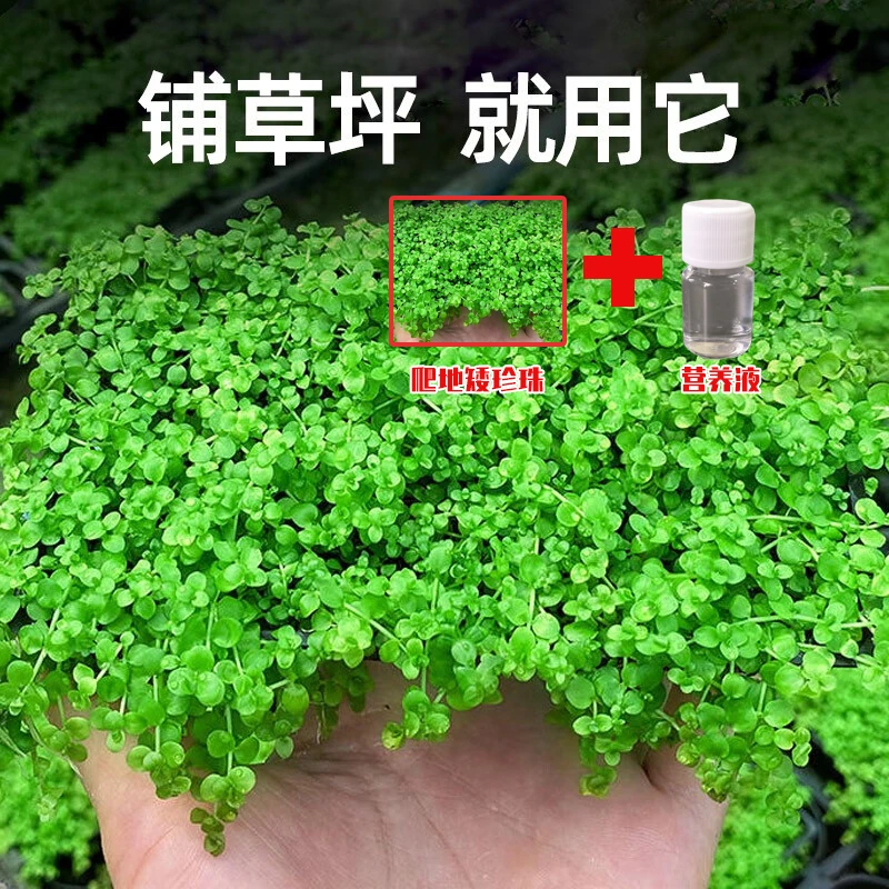 草坪爬地矮珍珠网片+营养液套餐鱼缸造景前景水草无需二氧化碳