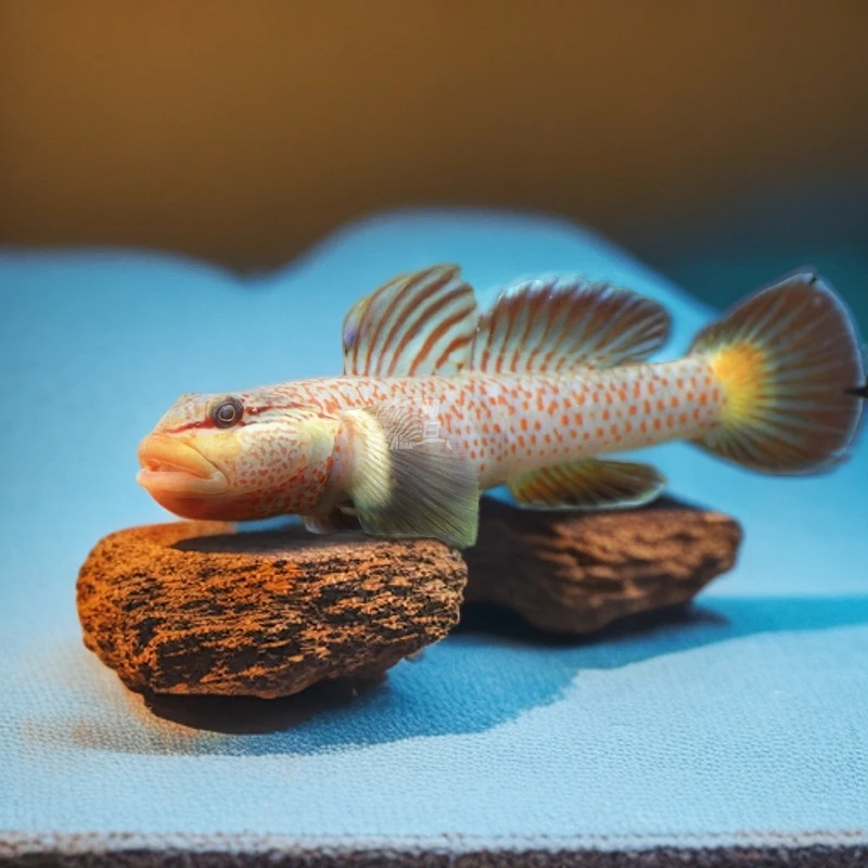 虾虎原生鱼淡水鱼虾虎鱼小型鱼神农虾虎 溪流鱼活体戴氏虾虎鱼