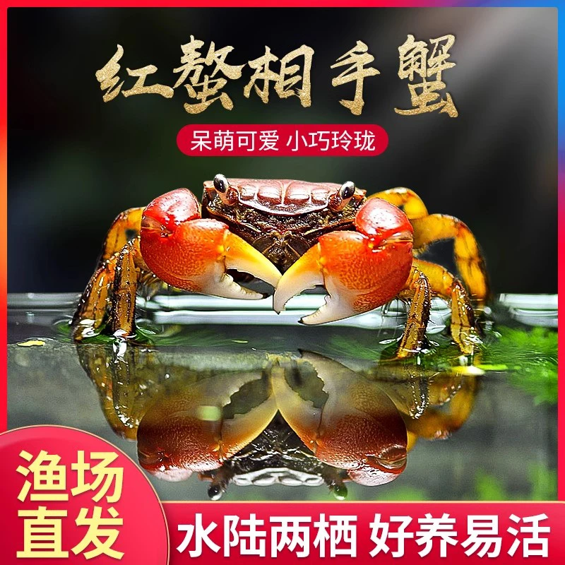 斑马鱼观赏鱼观赏蟹活体相手蟹观赏螃蟹宠物蟹观赏蟹活体