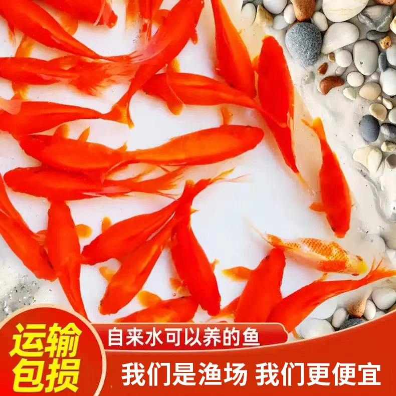 【直播】精品冷水草金鱼观赏鱼小型金鱼活鱼耐活好养自来淡水鱼苗