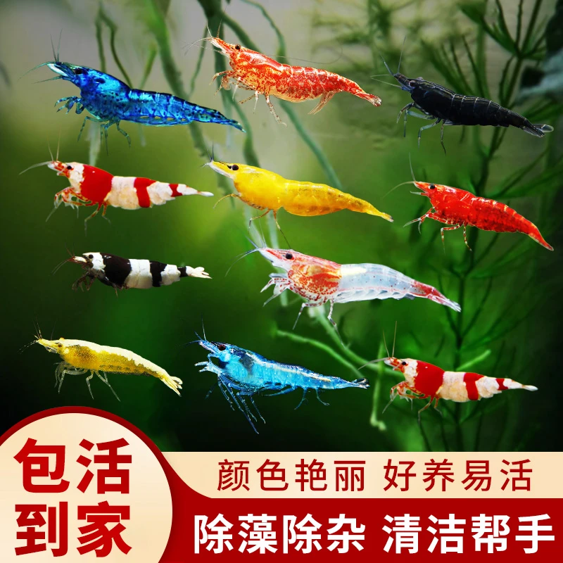 【养宠装备】五彩虾黑壳虾除藻观赏虾晶虾极火宠物虾鱼缸工具