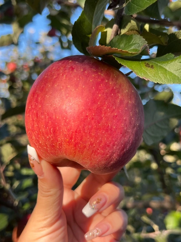 云端·2025大凉山盐源糖心丑苹果
