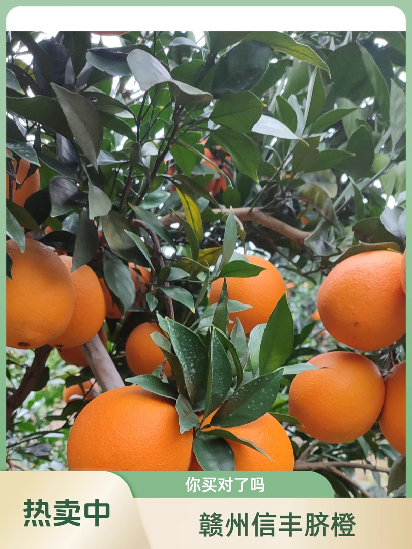 正宗江西赣南信丰脐橙20斤大果新鲜甜橙水果现摘果园直供坏果包赔