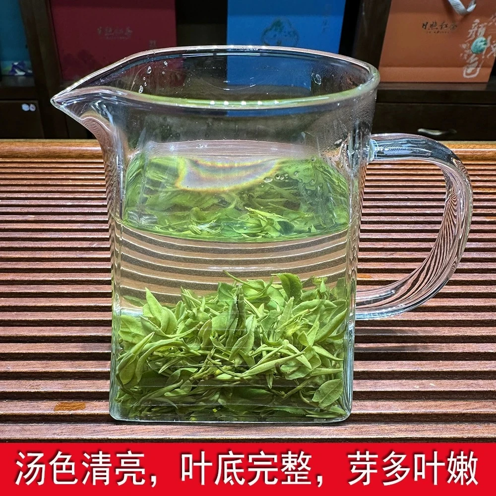 崂山绿茶高山云雾浓香耐泡豌豆香山东青岛特产2025新茶春茶叶回甘