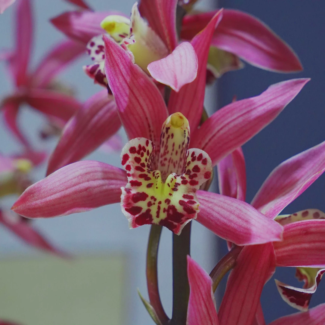 精品高端浓香型兰花【红粉佳人 中国红 室内鲜花花卉好养绿植盆栽