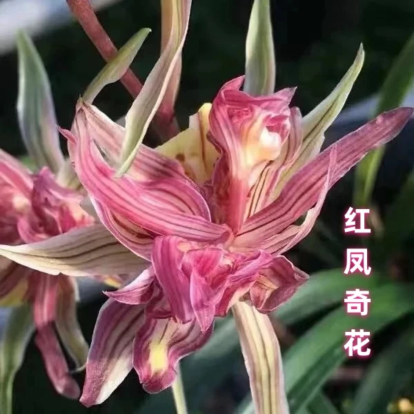 兰花富贵牡丹高端红凤奇花带花苞浓香好养室内盆栽花卉绿植盆栽