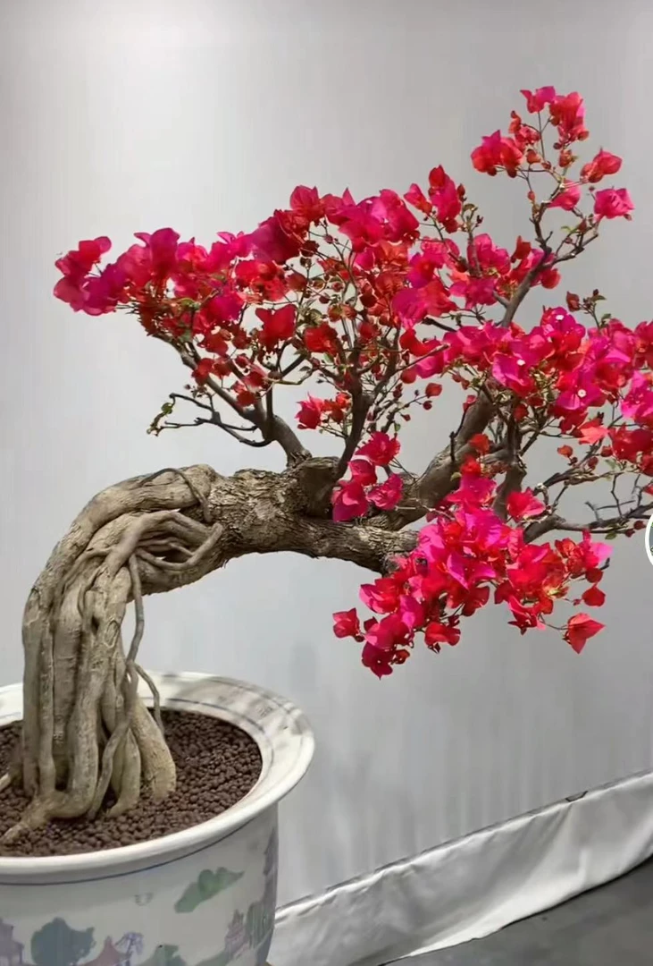 年功怪老桩三角梅盆景