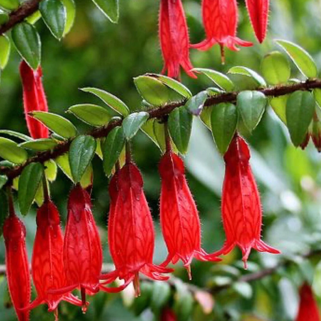 直播间一物一拍（云南树萝卜）绿植盆栽