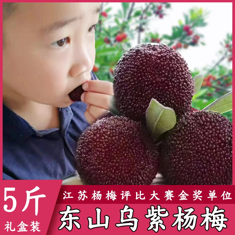 正宗 苏州东山乌紫杨梅约152-160颗约5斤礼盒精选优质多汁