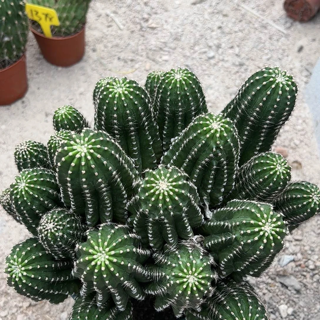 实生金刚，脱土发货偏远不包邮