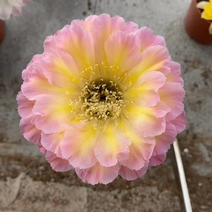 自根萤火虫开大花复色植物简单夏季黄色仙人球防辐射
