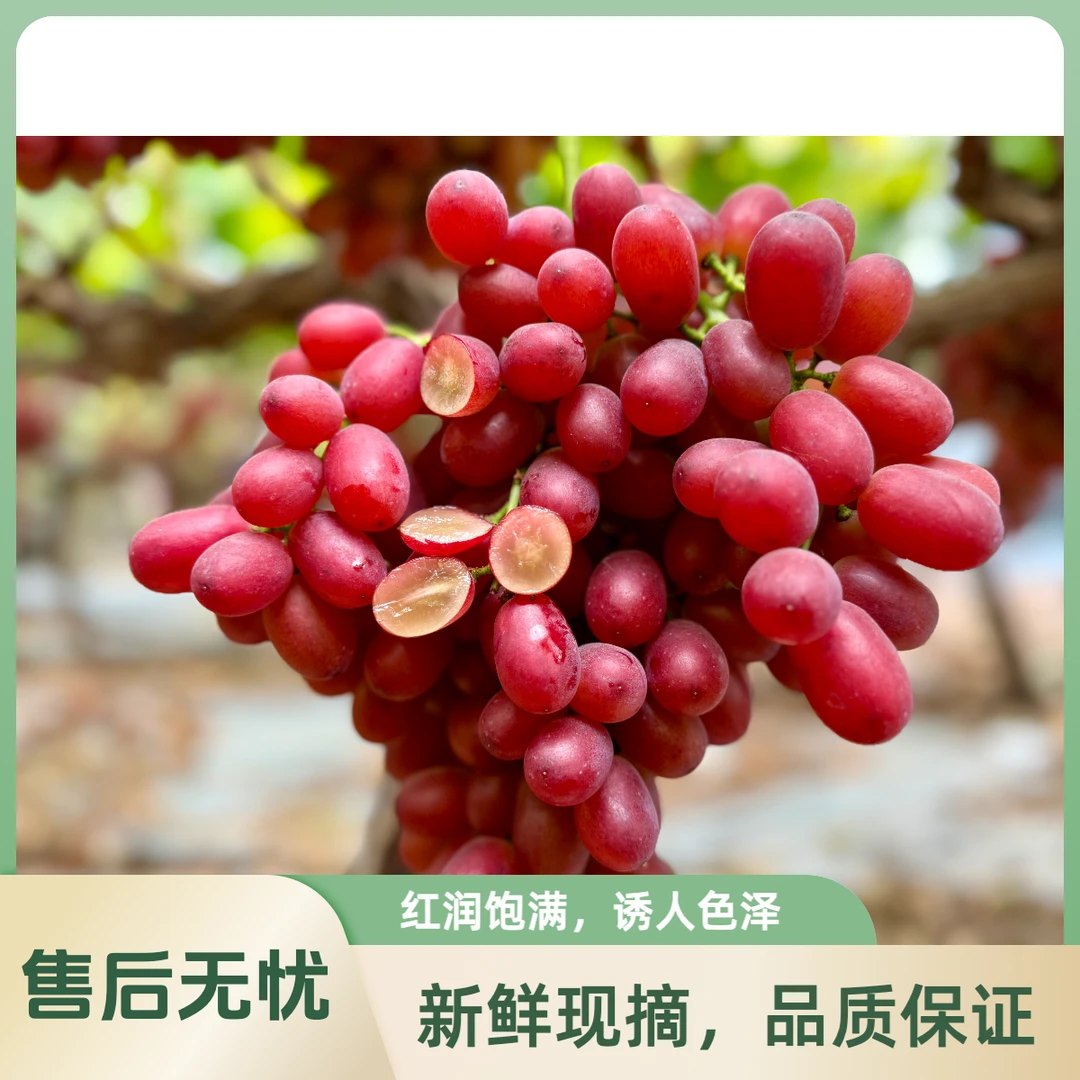 大凉山克伦生葡萄产地直发，新鲜枝头鲜果