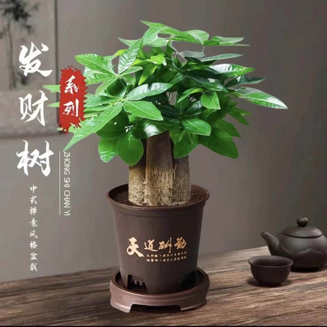 【精品发财树】财源滚滚三杆发财树盆栽室内观叶耐旱易养活绿色盆栽