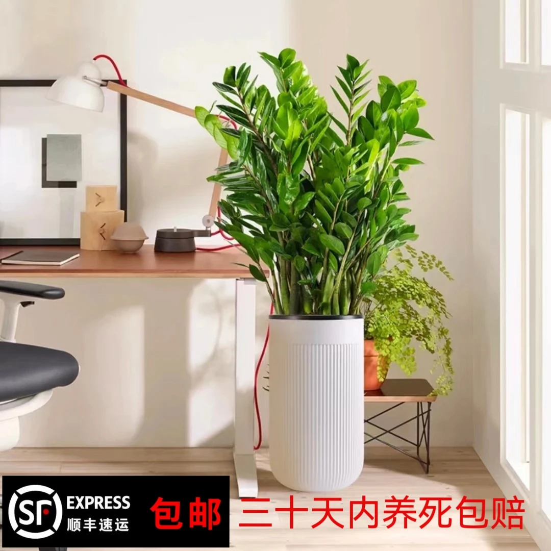 【含盆高度1.1-1.2米】顺丰包邮金钱树大型客厅绿植净化空气吸甲醛