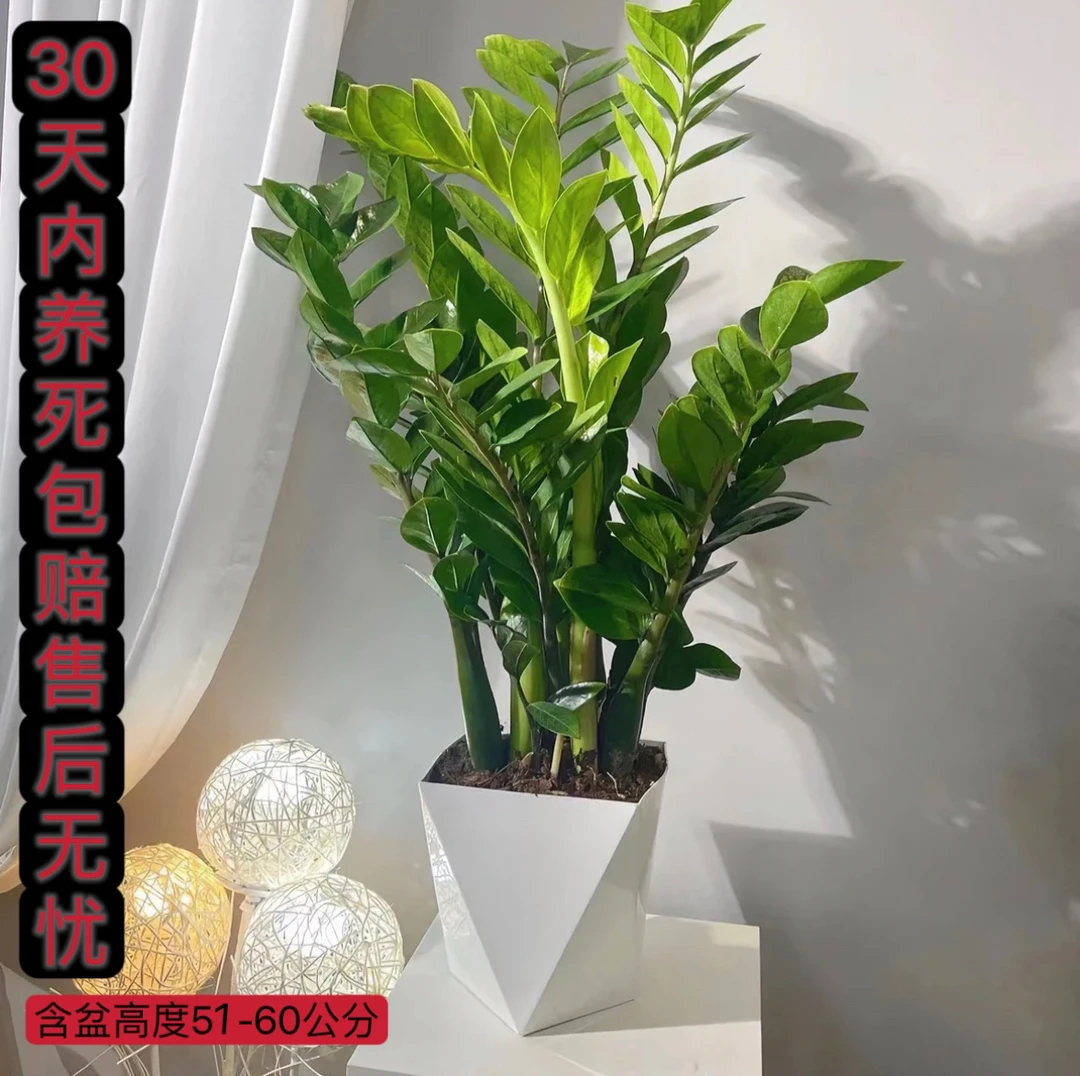 金钱树摇钱树净化空气植物客厅绿植办公室内盆栽