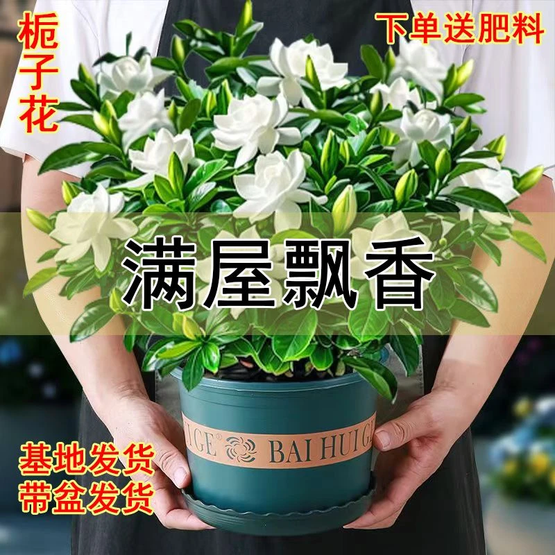 【带花苞】浓香重瓣栀子花四季开花新手植物养活绿植净化空气除甲醛