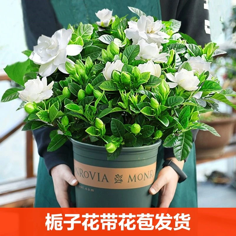 【大盆的栀子花带花苞】四季开花桌面室内水培花卉绿植盆栽美化空气
