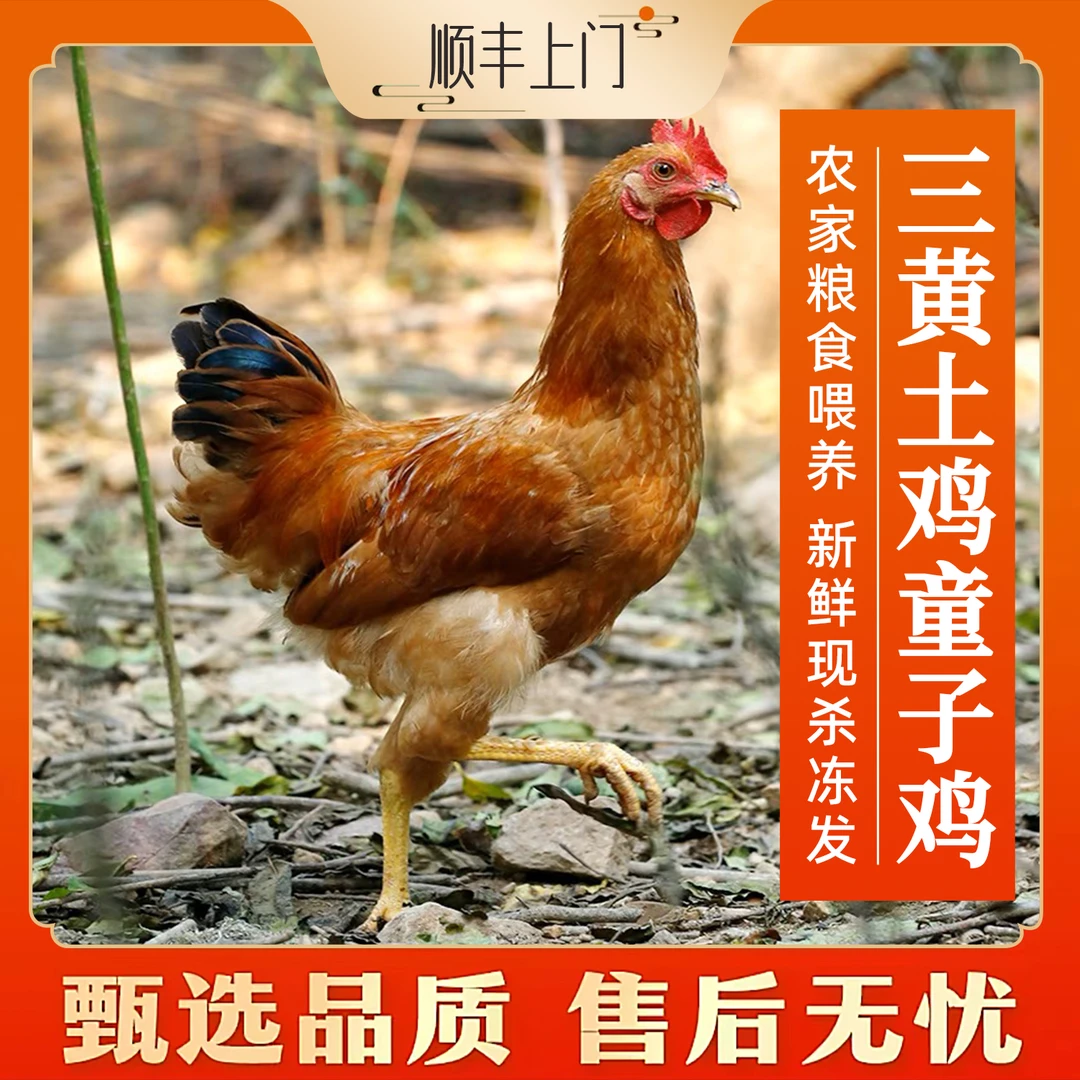 买1送1⭐⭐农家公鸡2只三黄童子鸡小鸡仔共约3斤(现杀速冻发顺丰)