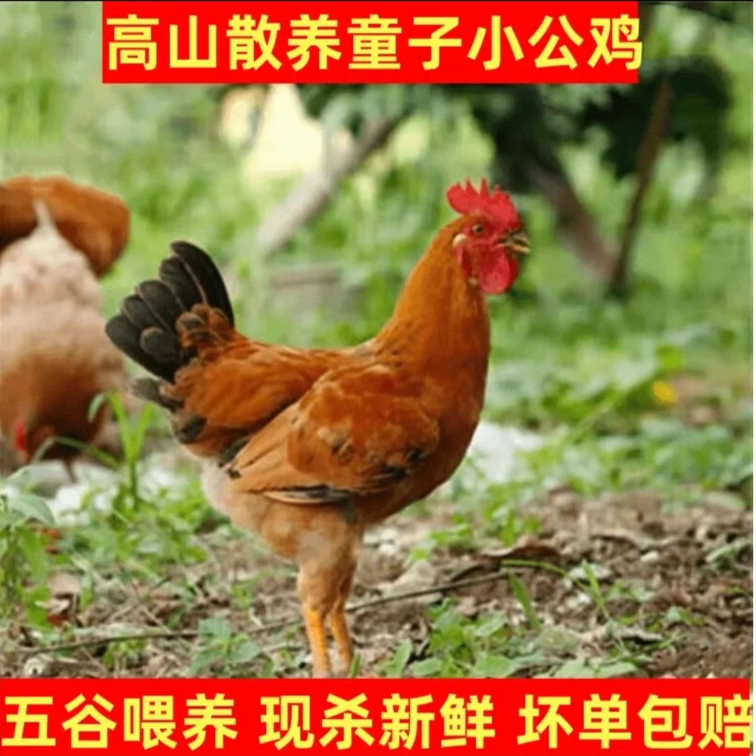 买2送2*正宗农家三黄童子鸡小公鸡土鸡共约6斤(现杀速冻后发顺丰)
