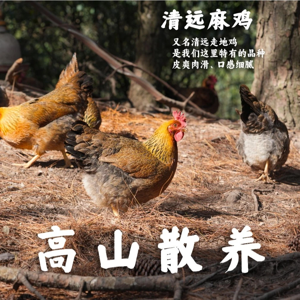（两只装）广东清远鸡跑山鸡五谷杂粮山泉水散养200天2.6斤以上
