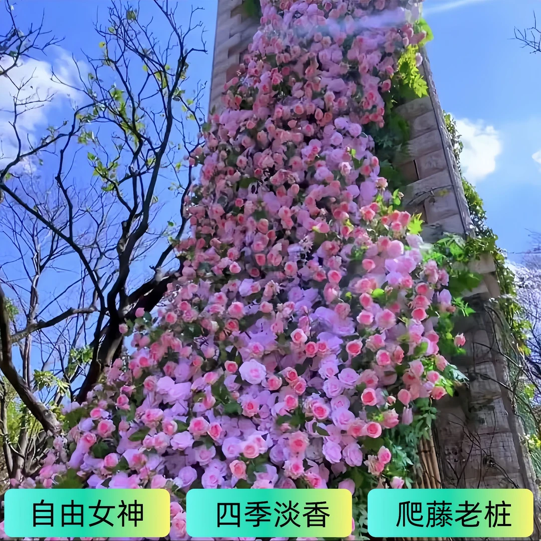 爬藤月季花老桩特大花耐寒大花绿植物盆栽月季蔷薇室内外阳台四季