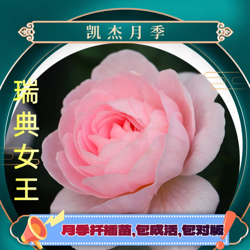 瑞典女王月季扦插苗包对版玫瑰春季夏季美观粉色客厅阳台美观开放
