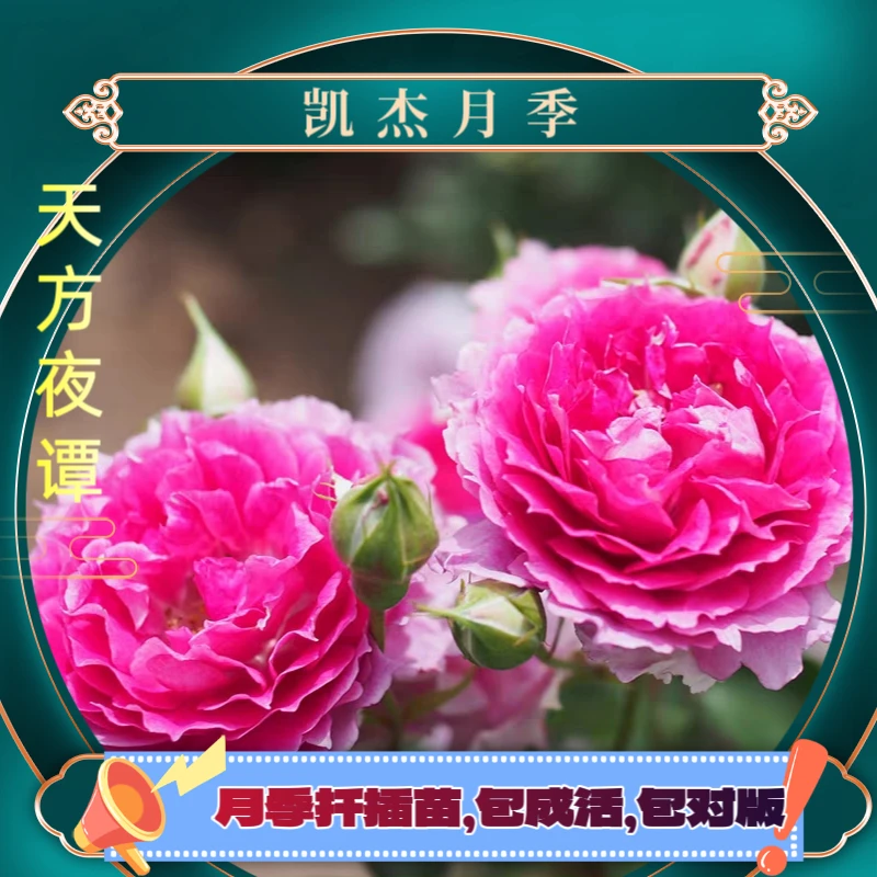 天方夜谭月季扦插苗包对版玫瑰春季客厅庭院净化趣味开放夏季阳台