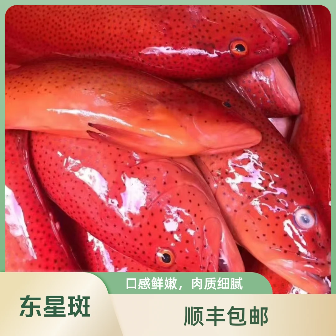 湛江野生东星斑  直播间现称现卖的重量为准 改价链接