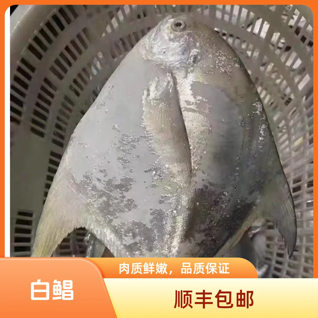 湛江野生大白鲳 直播间现称现卖的重量为准 改价链接