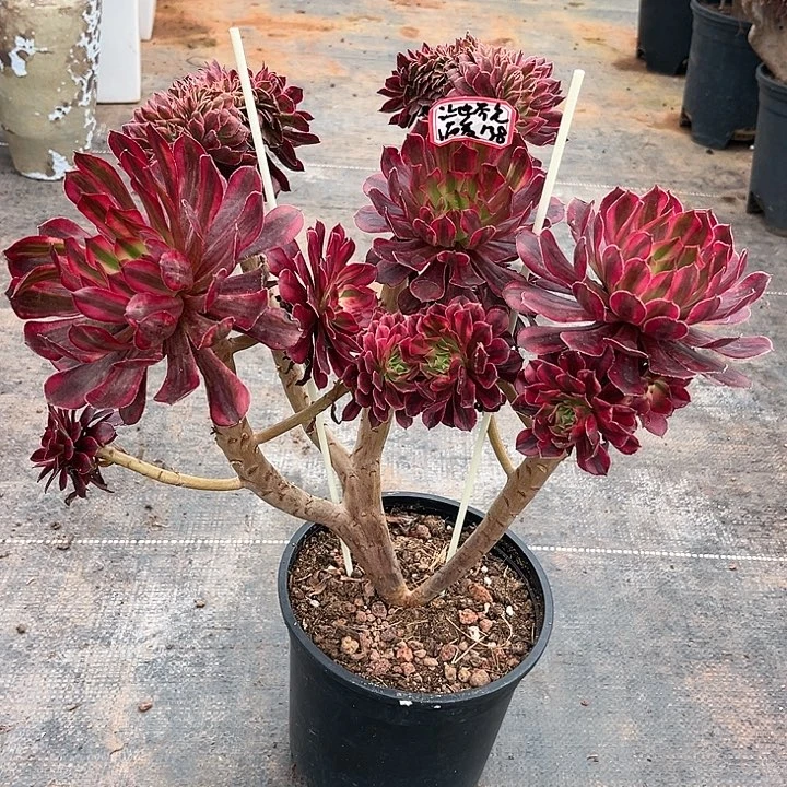 多肉让****！红铜。