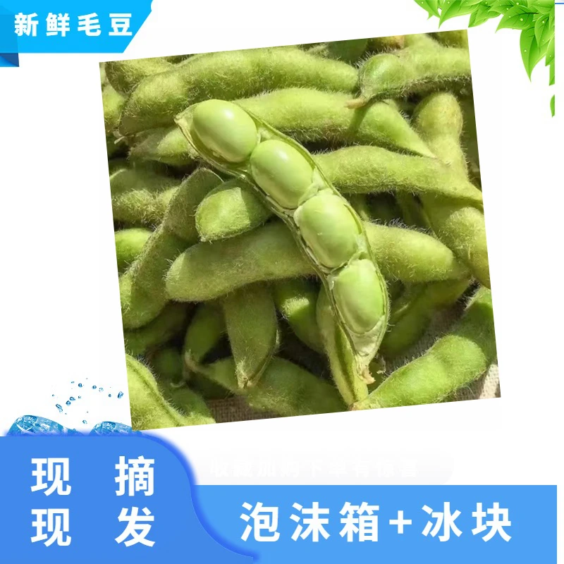 2024当季新鲜带壳毛豆泡沫箱加冰袋发货农家自种现摘现发精品毛豆