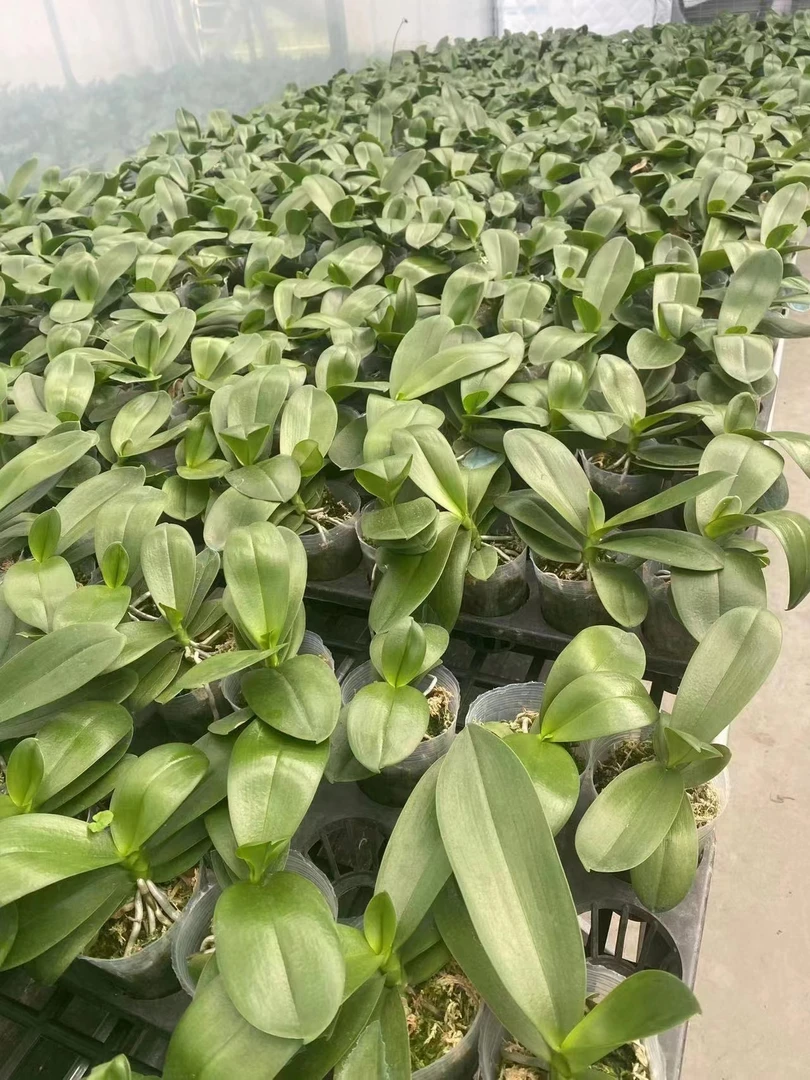 【蝴蝶兰花后苗】  1颗好养易活不售后