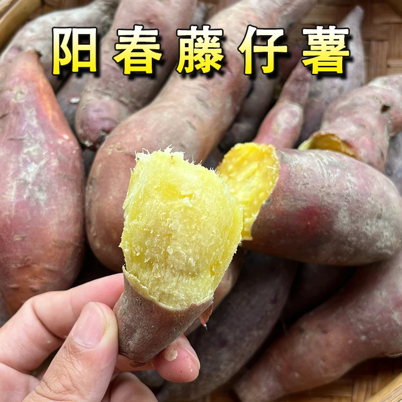 阳春藤仔薯黄心番薯地瓜软糯香甜农家自种红番薯3斤广东阳春发货