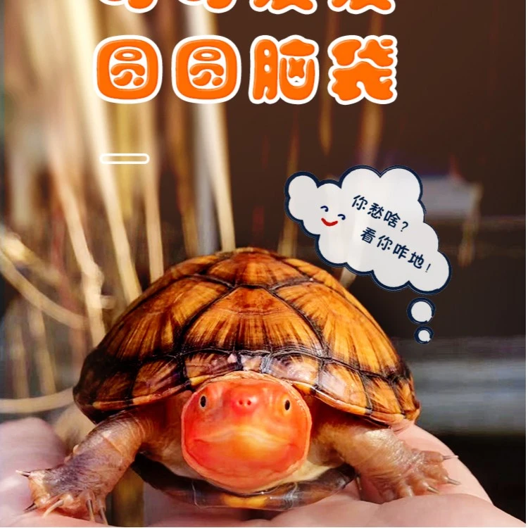 萌宠红面蛋龟观赏龟宠物龟 深水龟健康活泼还有剃刀麝香红面龟苗