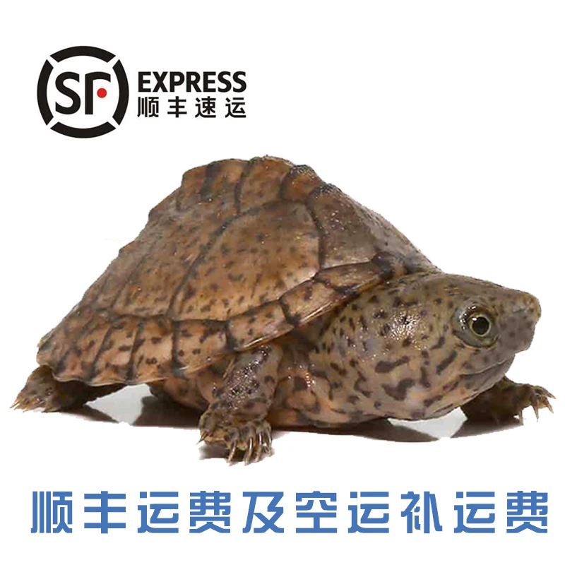 顺丰  空运链接补差价  剃刀麝香西非沼泽巨头窄桥红面墨蛋宠物