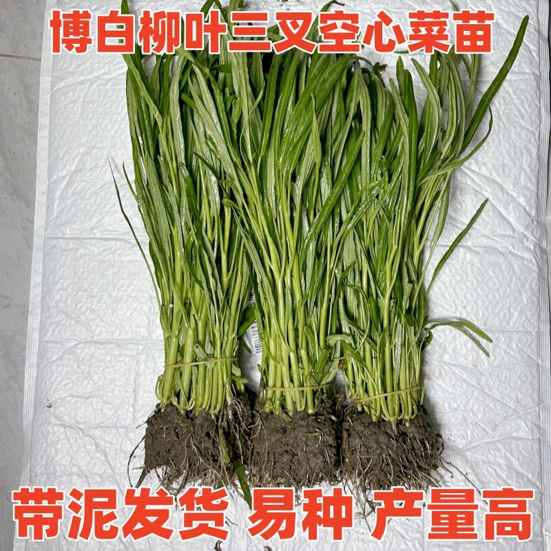 广西正宗博白柳叶空心秧苗当季蕹菜半青白梗新鲜现拔发软爽口易种