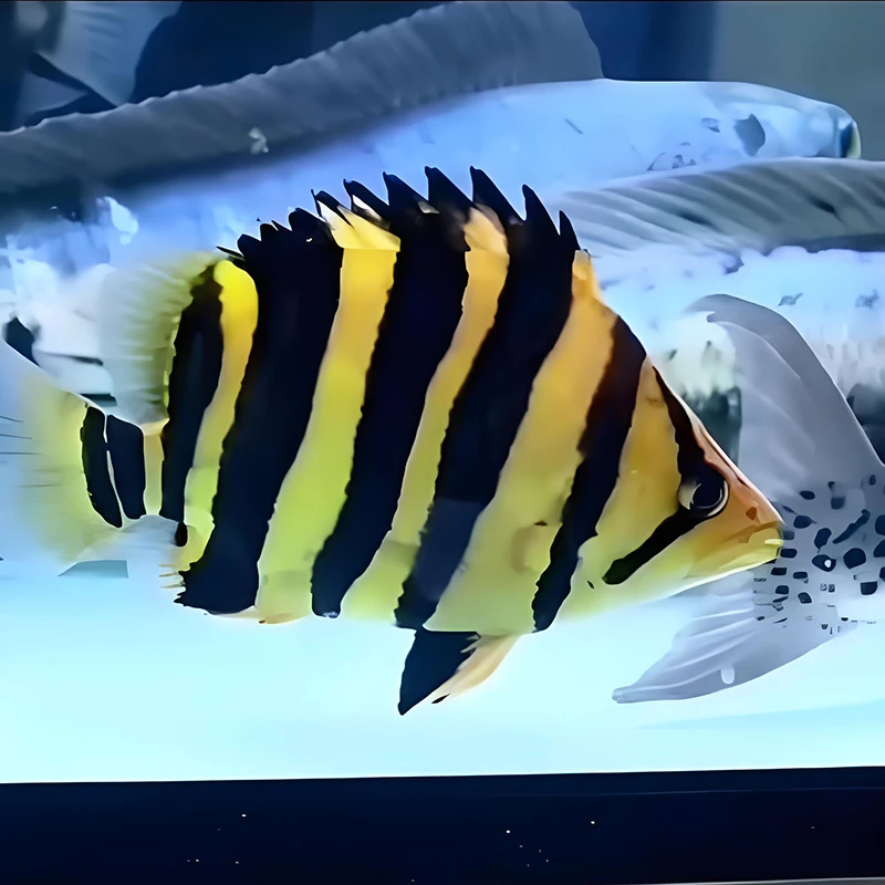 印尼苏门答腊虎鱼三纹四纹杂纹苗高端龙鱼配鱼泰虎热带观赏鱼