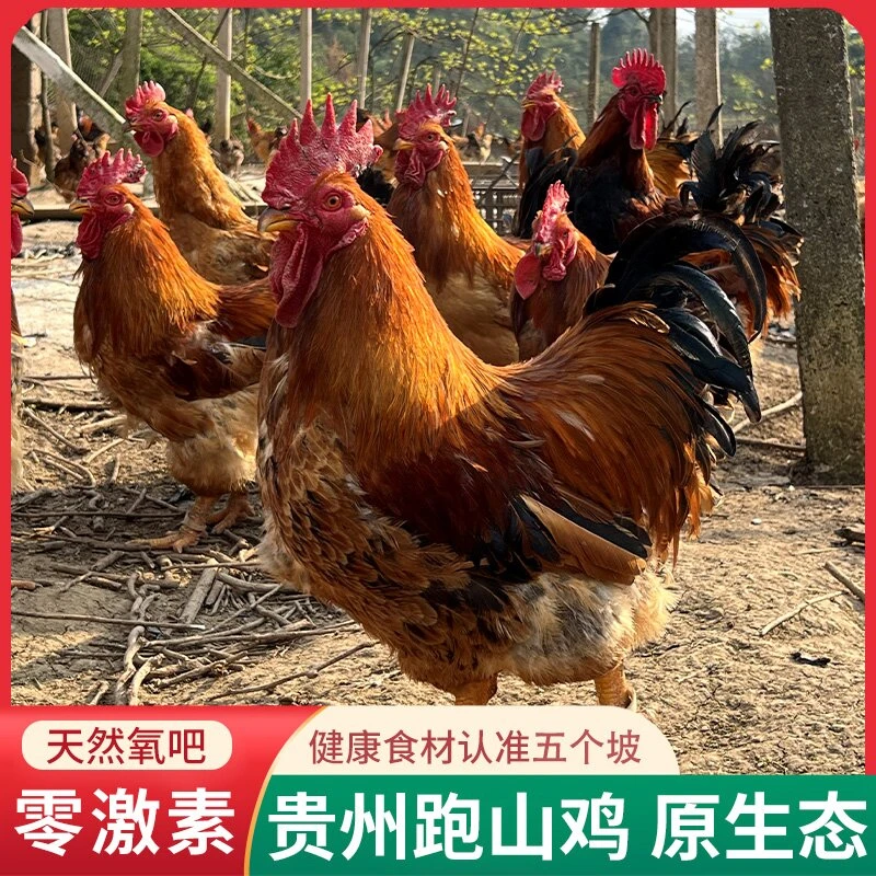 贵州五个坡跑山鸡