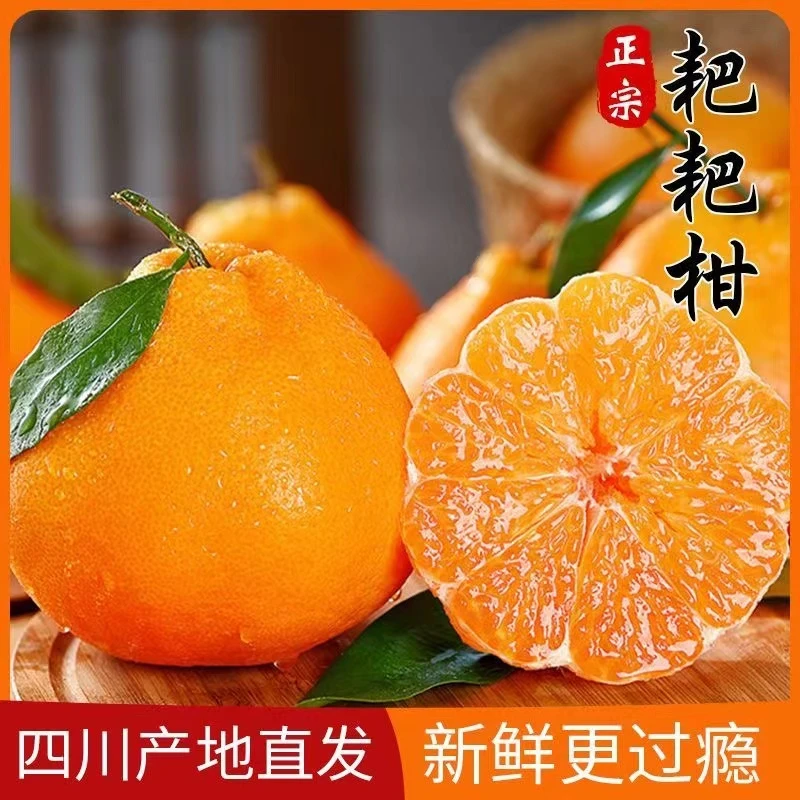 【高山向阳果】四川春节耙耙柑新鲜采摘现摘现发皮薄爆汁应季水果