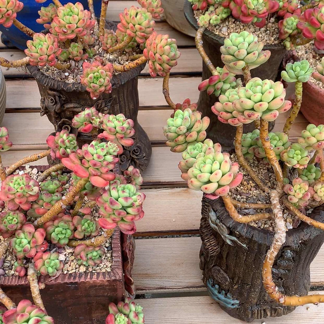 【闪购商品】小*爱香格里拉